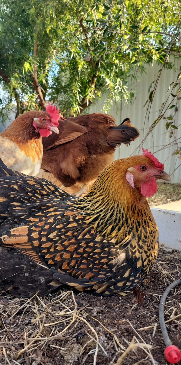 Beginners, Don’t Accidentally Adopt a Sick Chicken: What to Look For Before Adding to Your Flock
