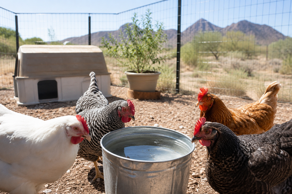 Keeping Backyard Chickens Alive in Arizona Heat: A Summer Survival Guide for Zone 9a
