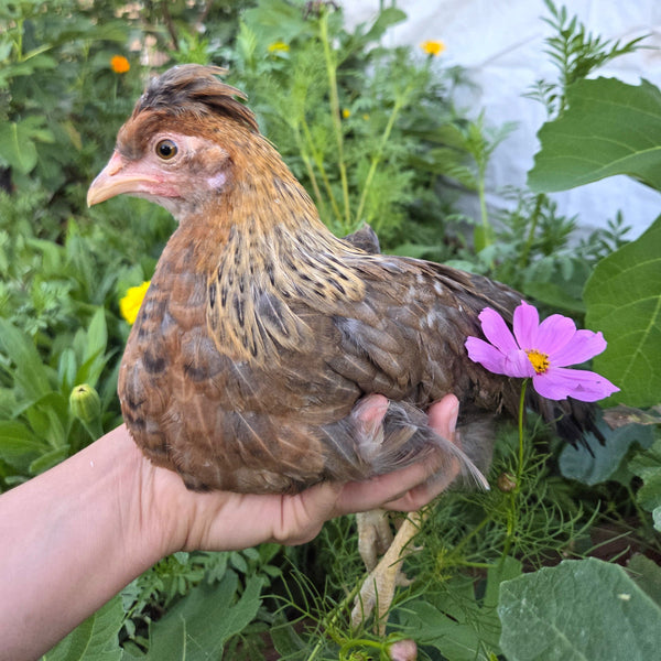 200+ Adorable, Funny & Unique Chicken Names Your Flock Will Love!