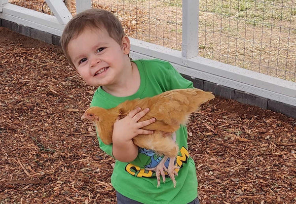 Bringing Your New Pullets Home: A First-Time Chicken Keeper’s Guide
