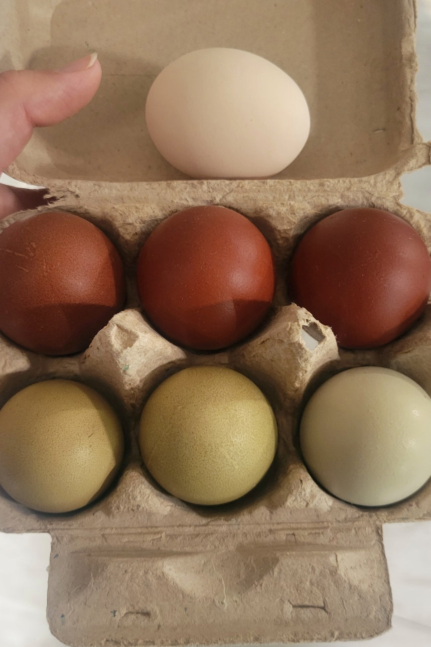 Hatching Eggs - Summer Sale - LIMIT 1 DOZ