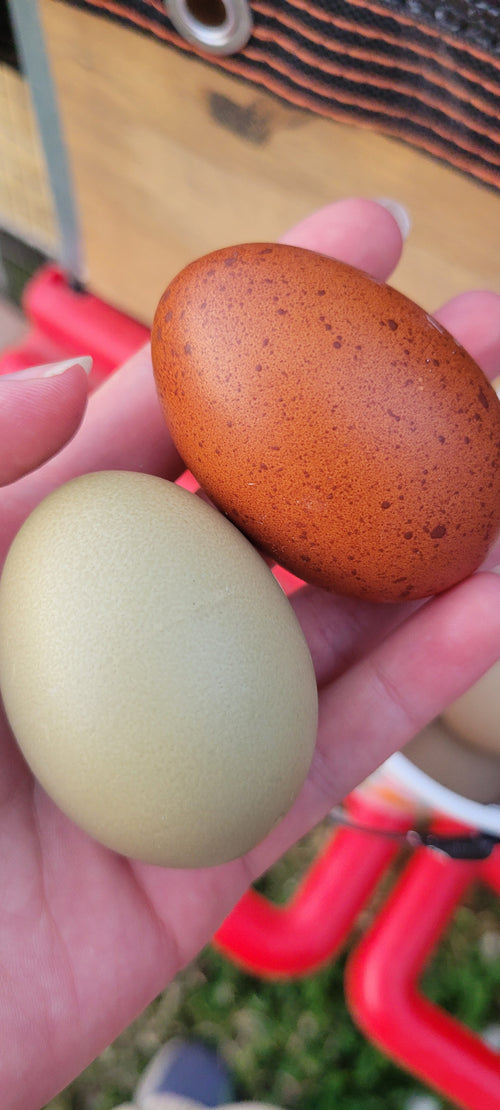 6ct Fertile Chicken Eggs