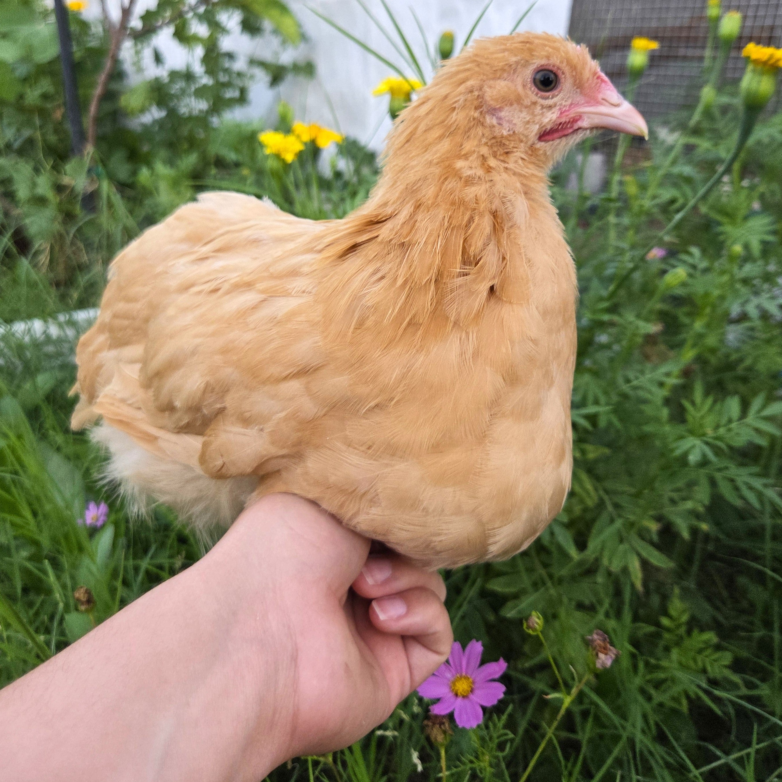 Backyard Starter Pullets