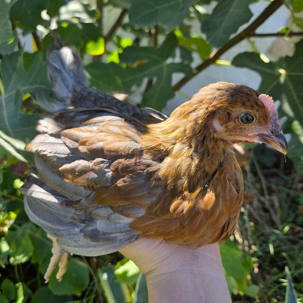 Backyard Started Pullets