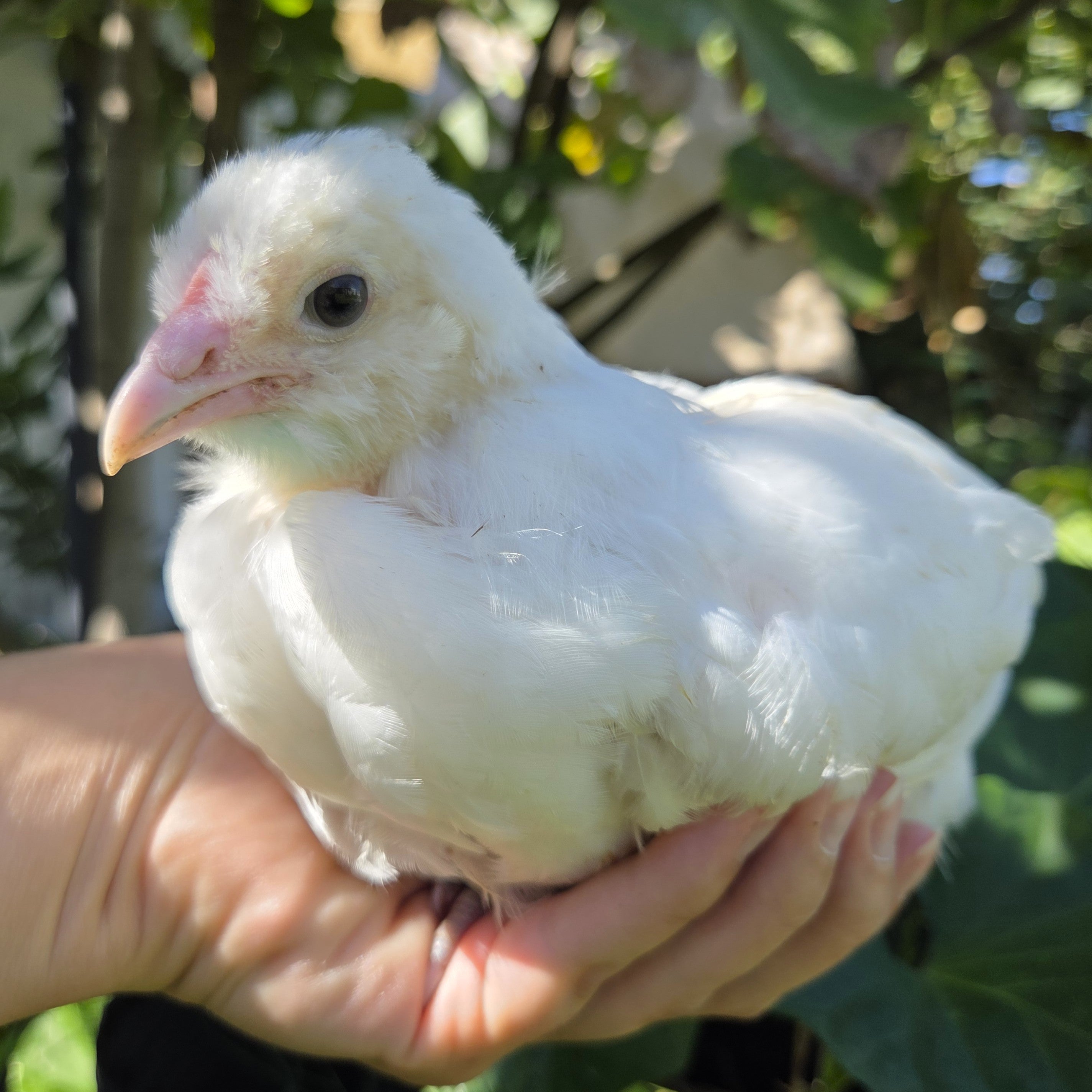 Backyard Started Pullets