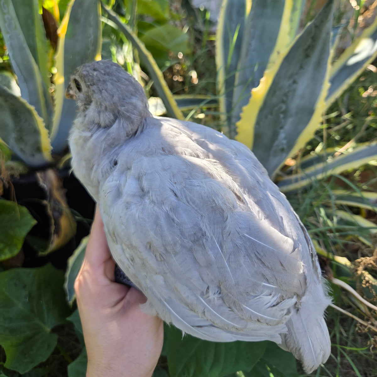 Backyard Started Pullets