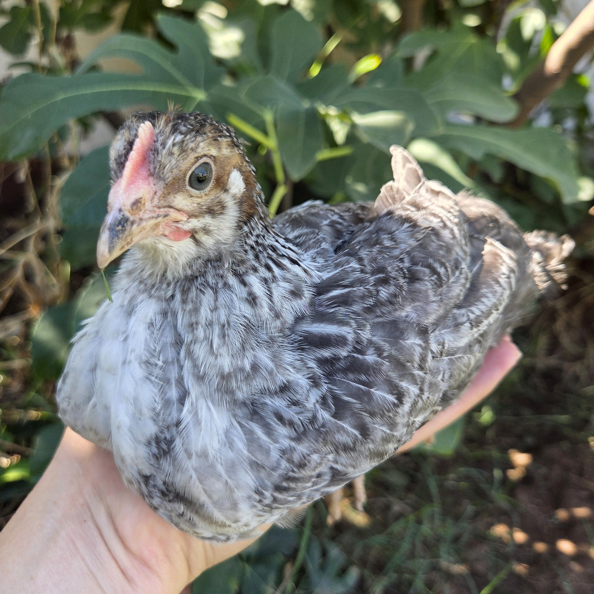 Backyard Started Pullets