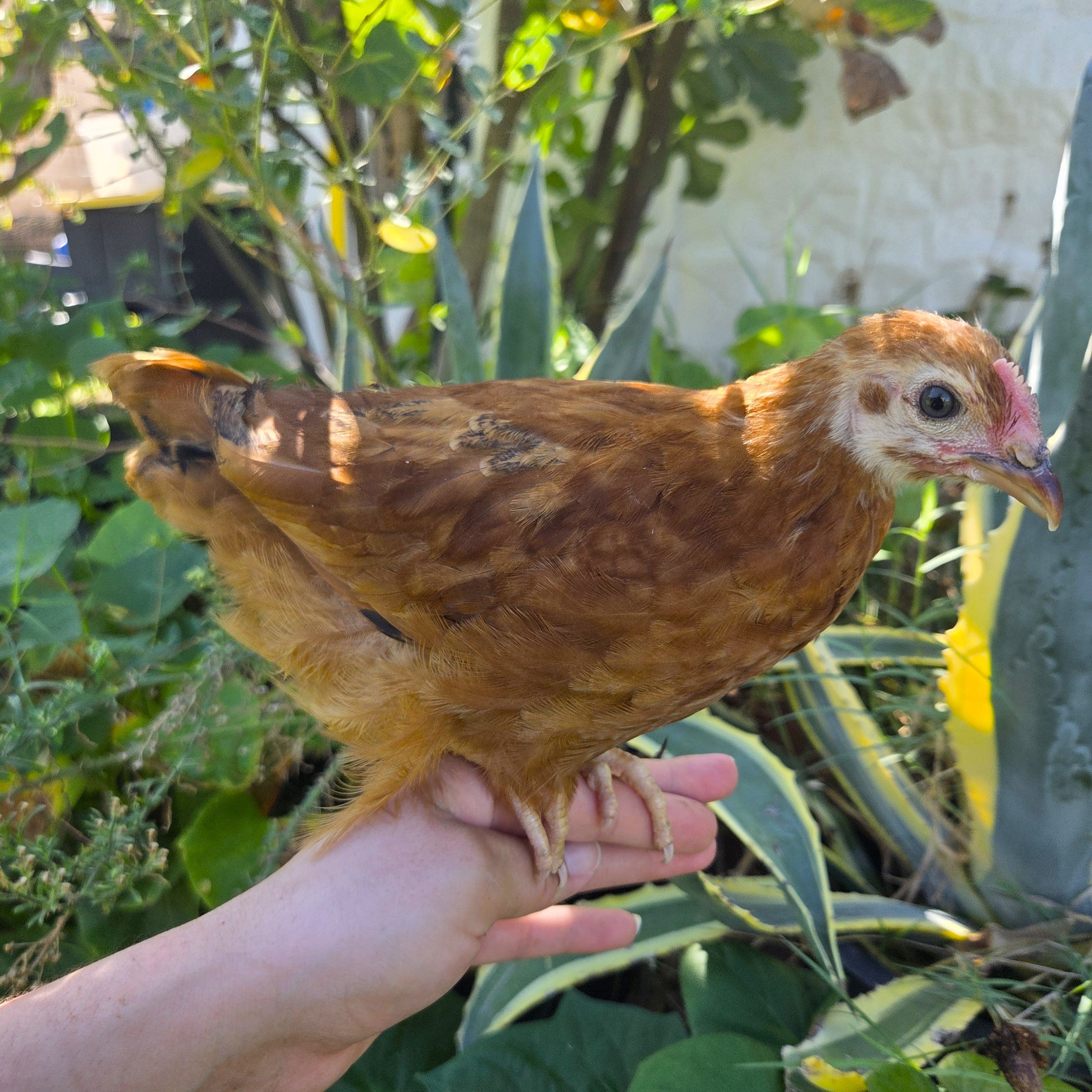 Backyard Started Pullets