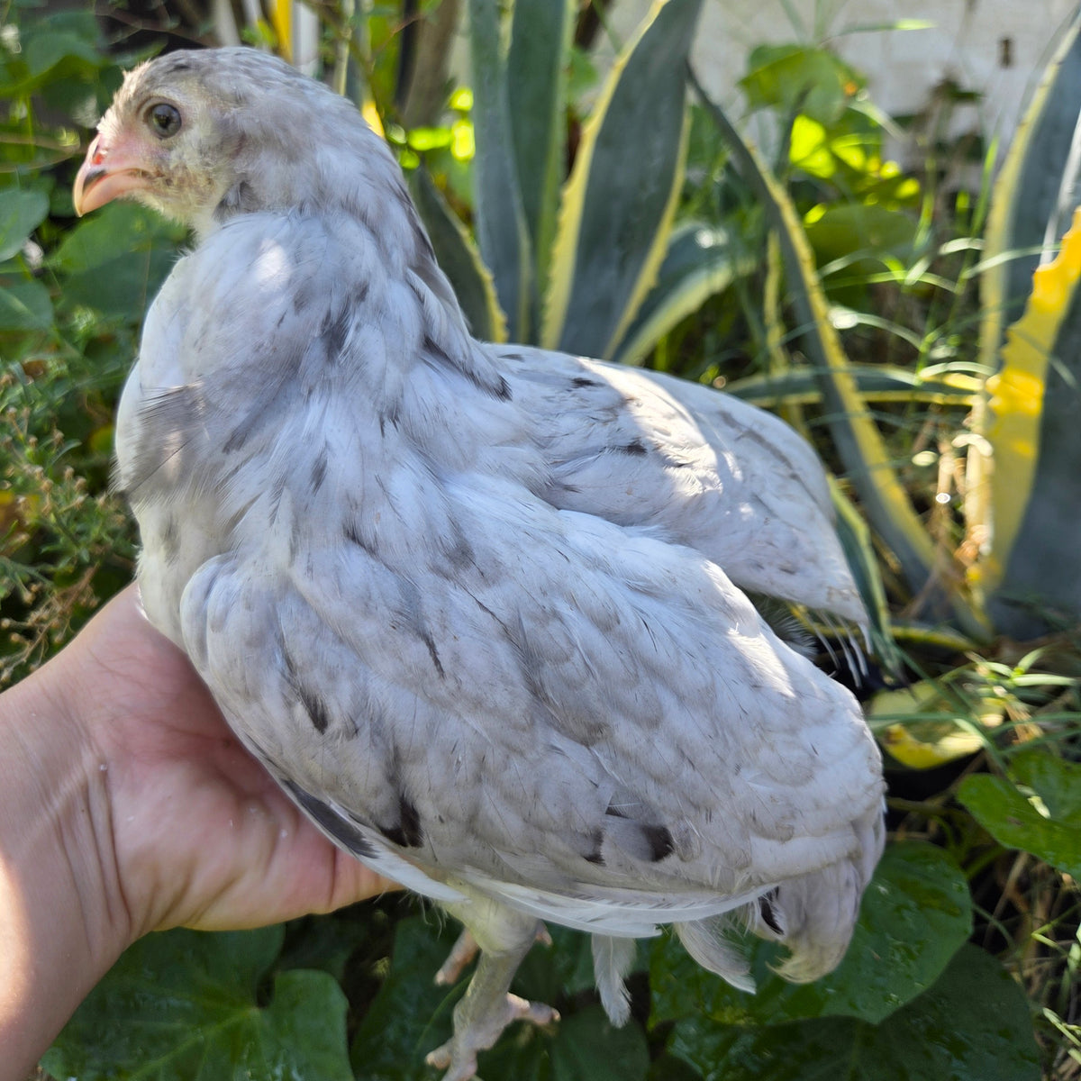 Backyard Started Pullets