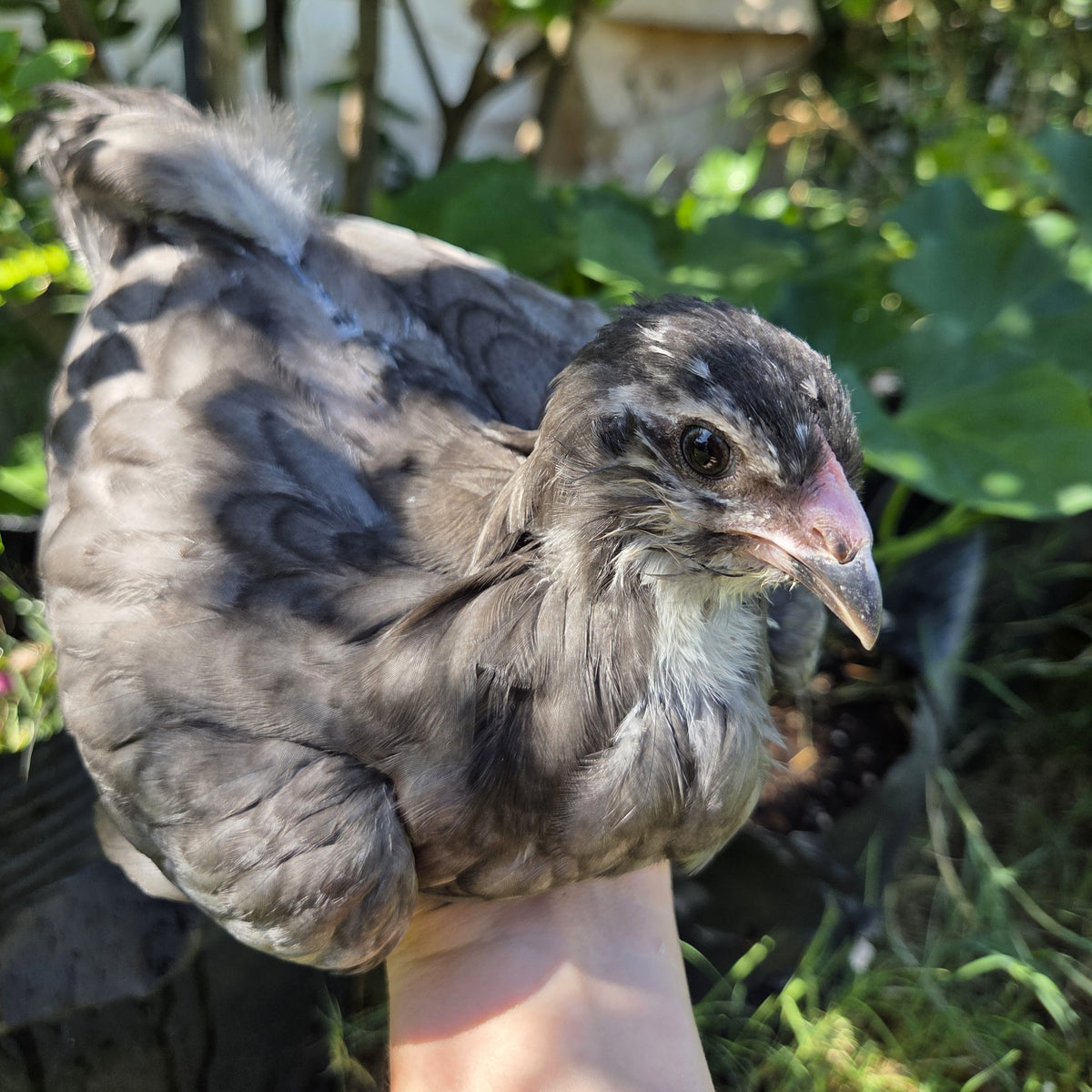 Backyard Started Pullets