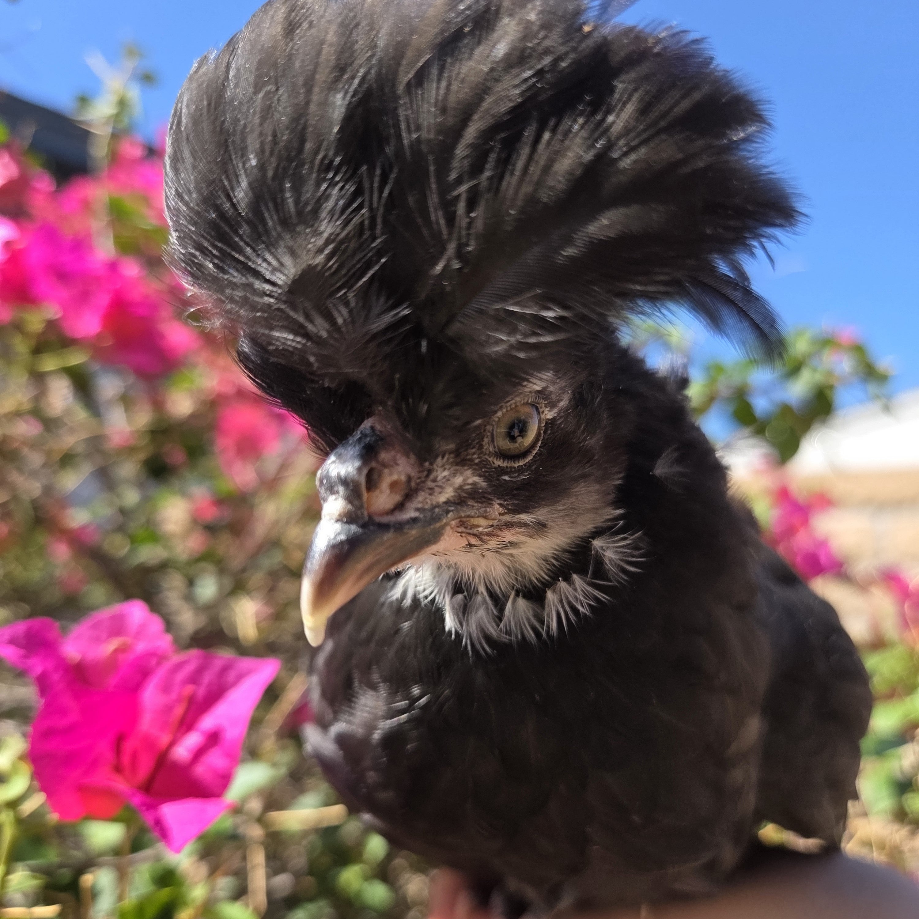Backyard Started Pullets