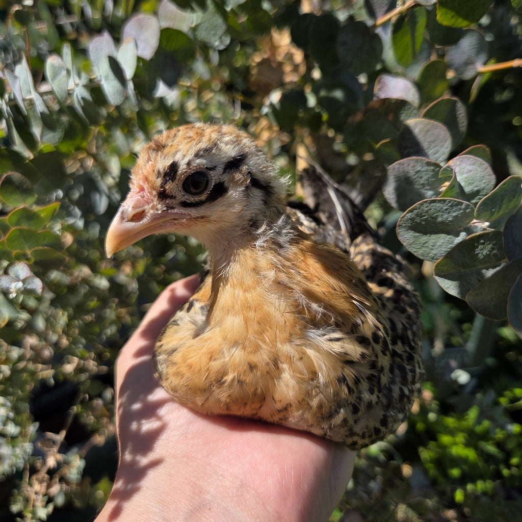 Started Pullets