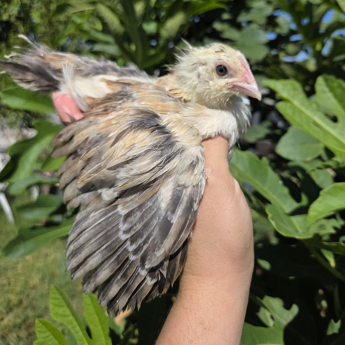 Backyard Started Pullets