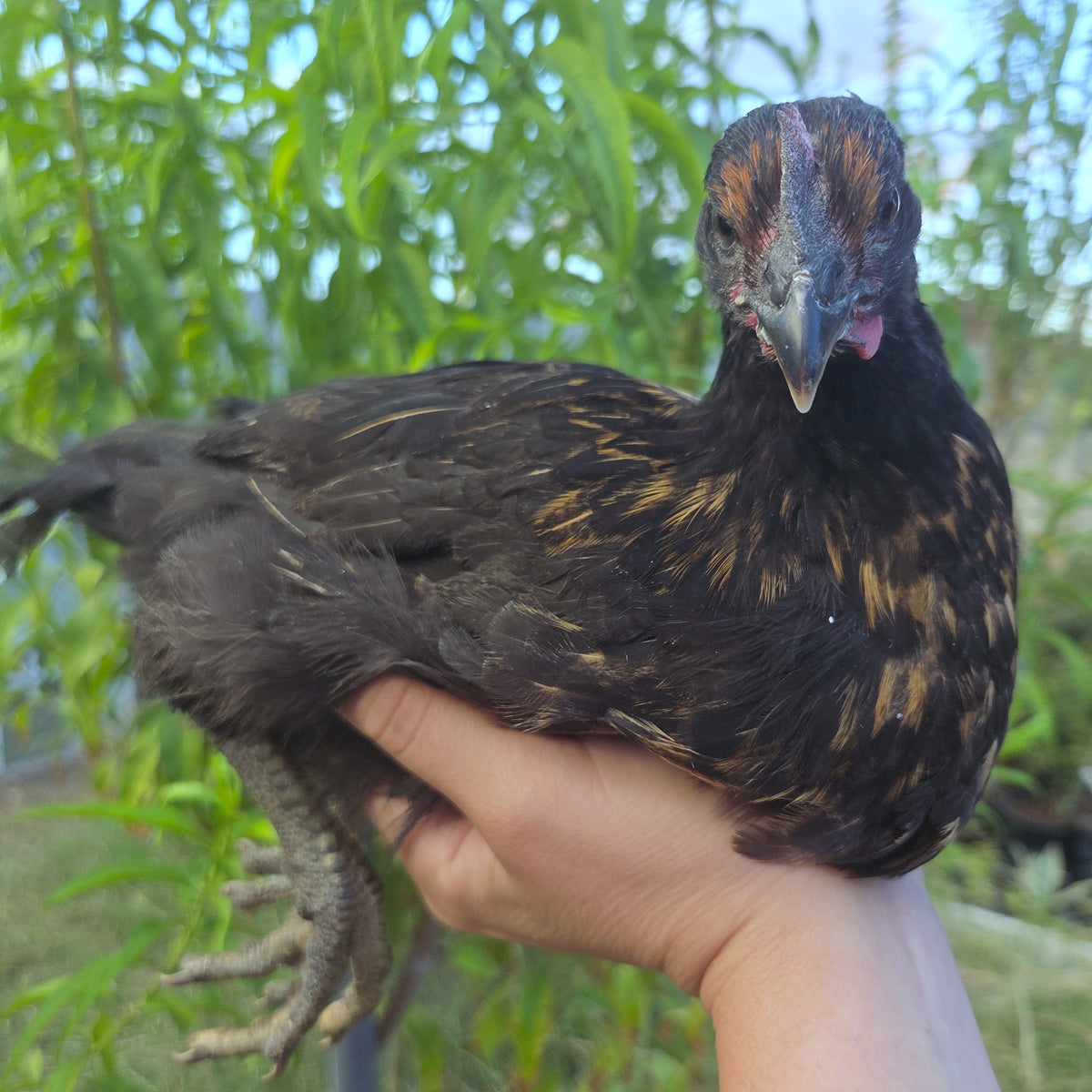 Started Pullets