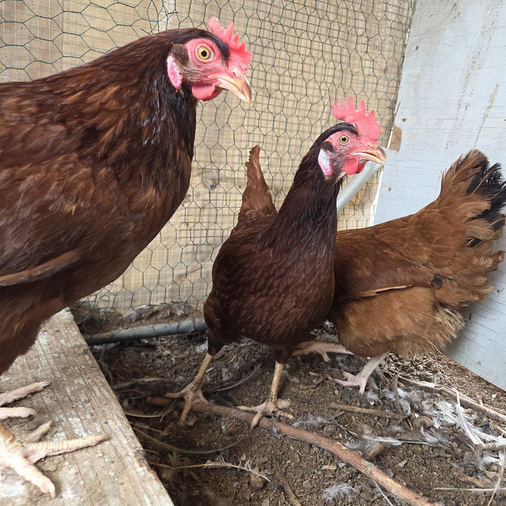 Laying Hens
