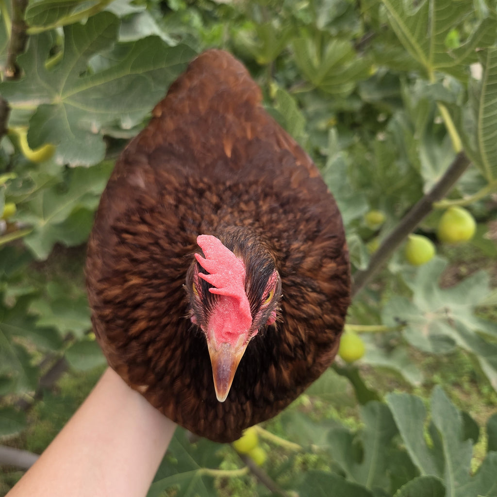 Laying Hens