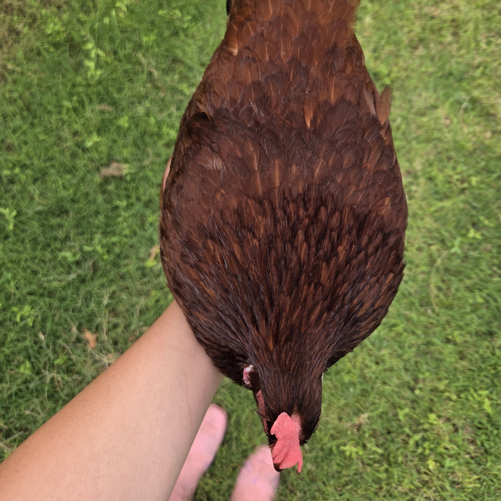 Laying Hens
