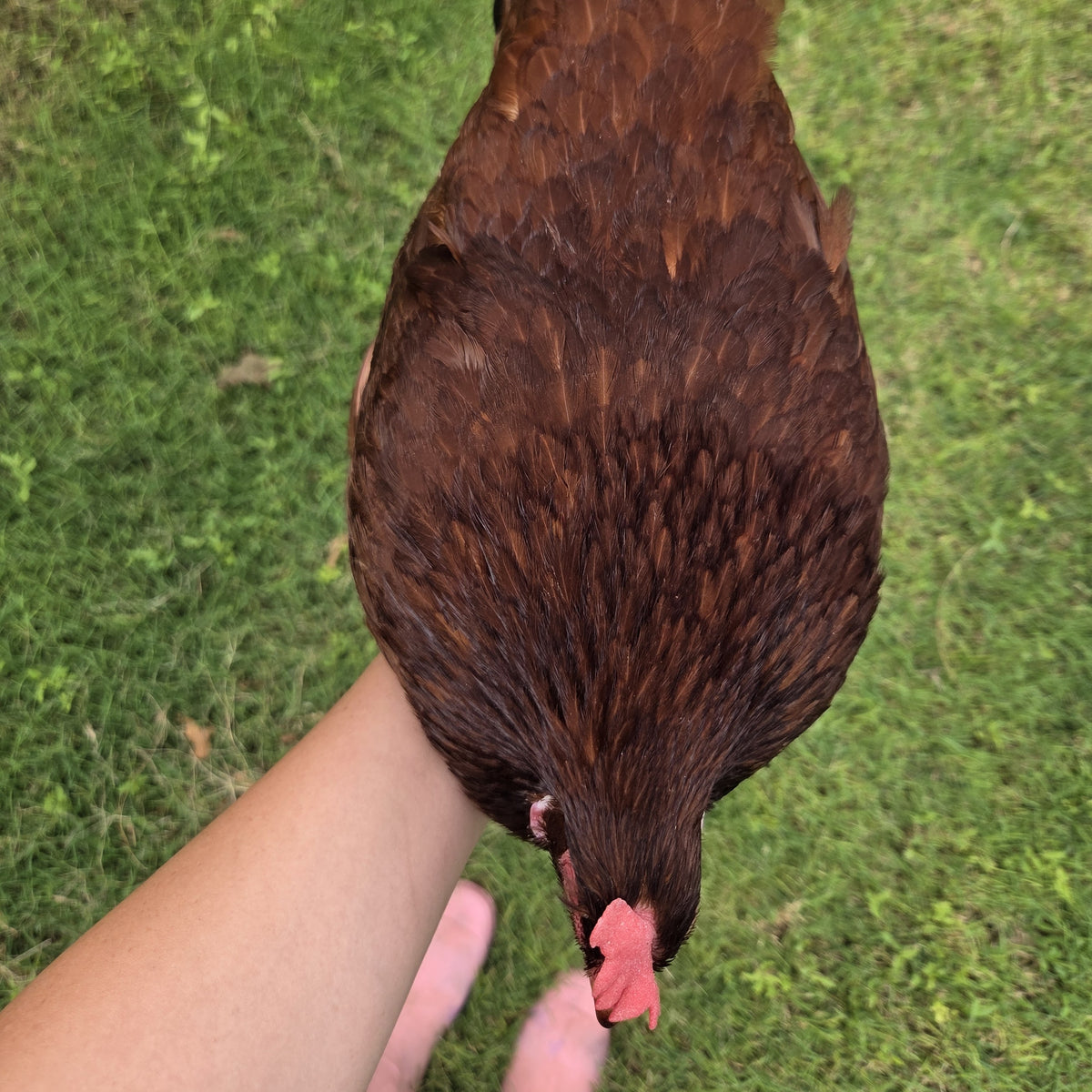 Laying Hens