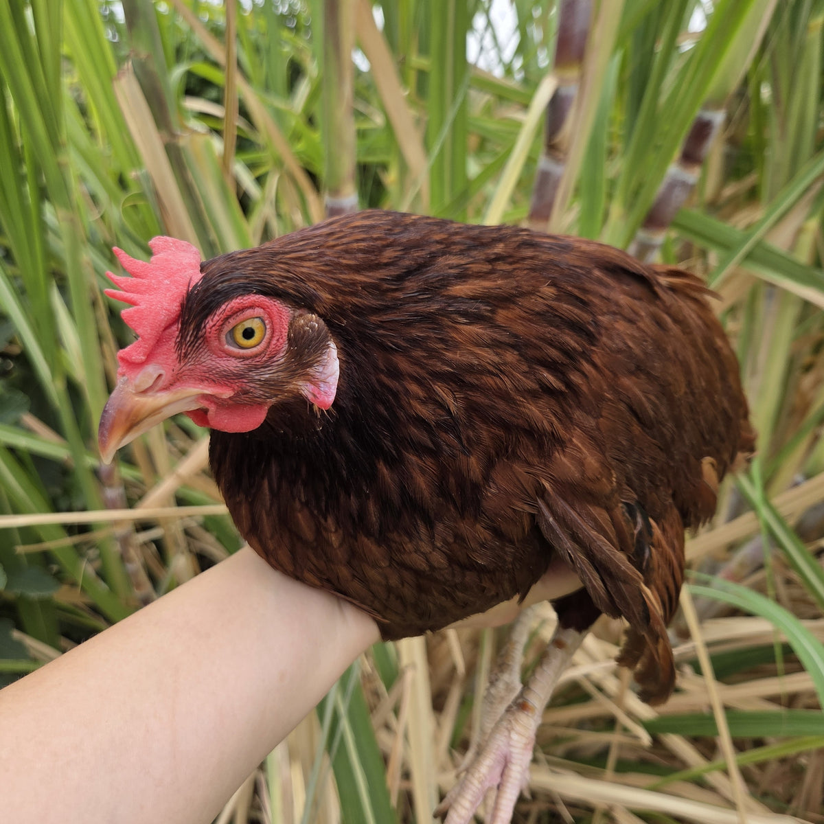Laying Hens