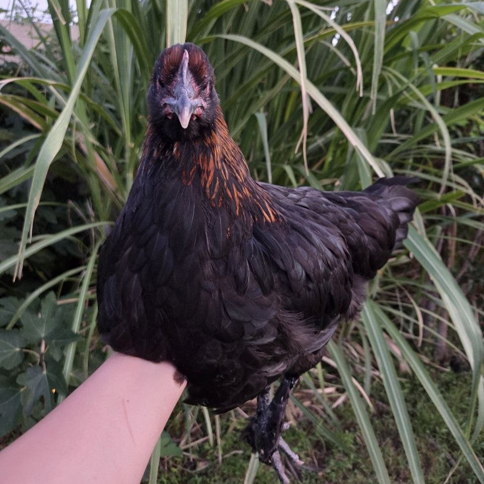 Backyard Started Pullets