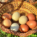 Hatching Eggs - Summer Sale