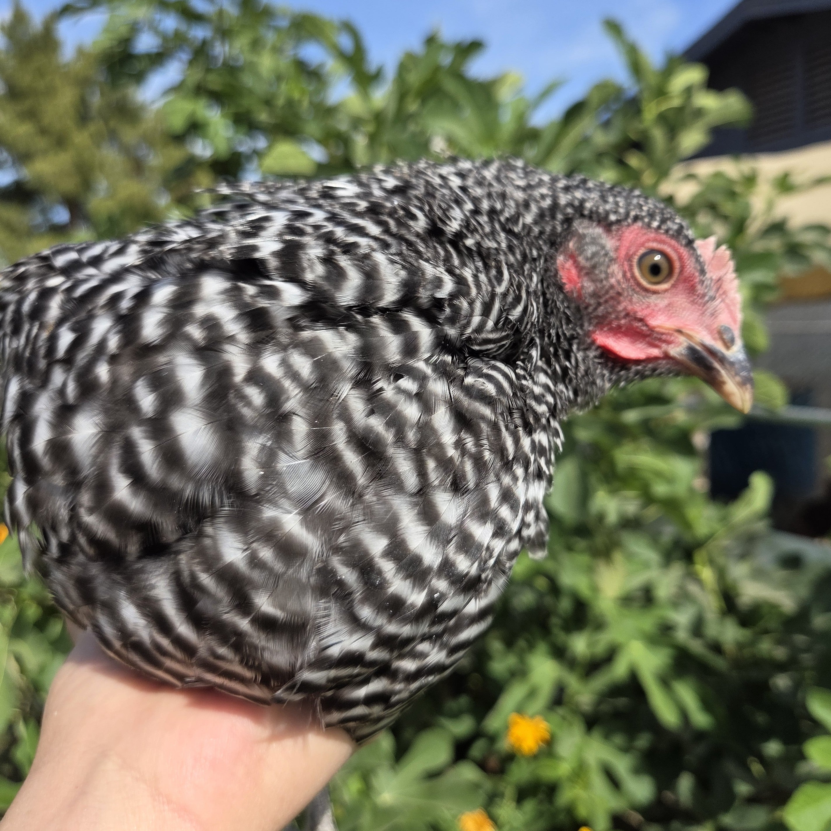 Backyard Starter Pullets