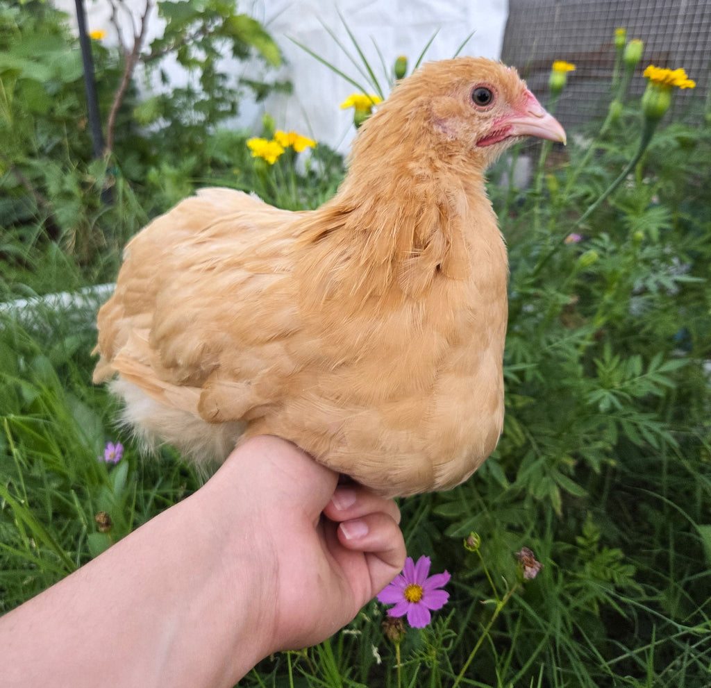 Started Pullets