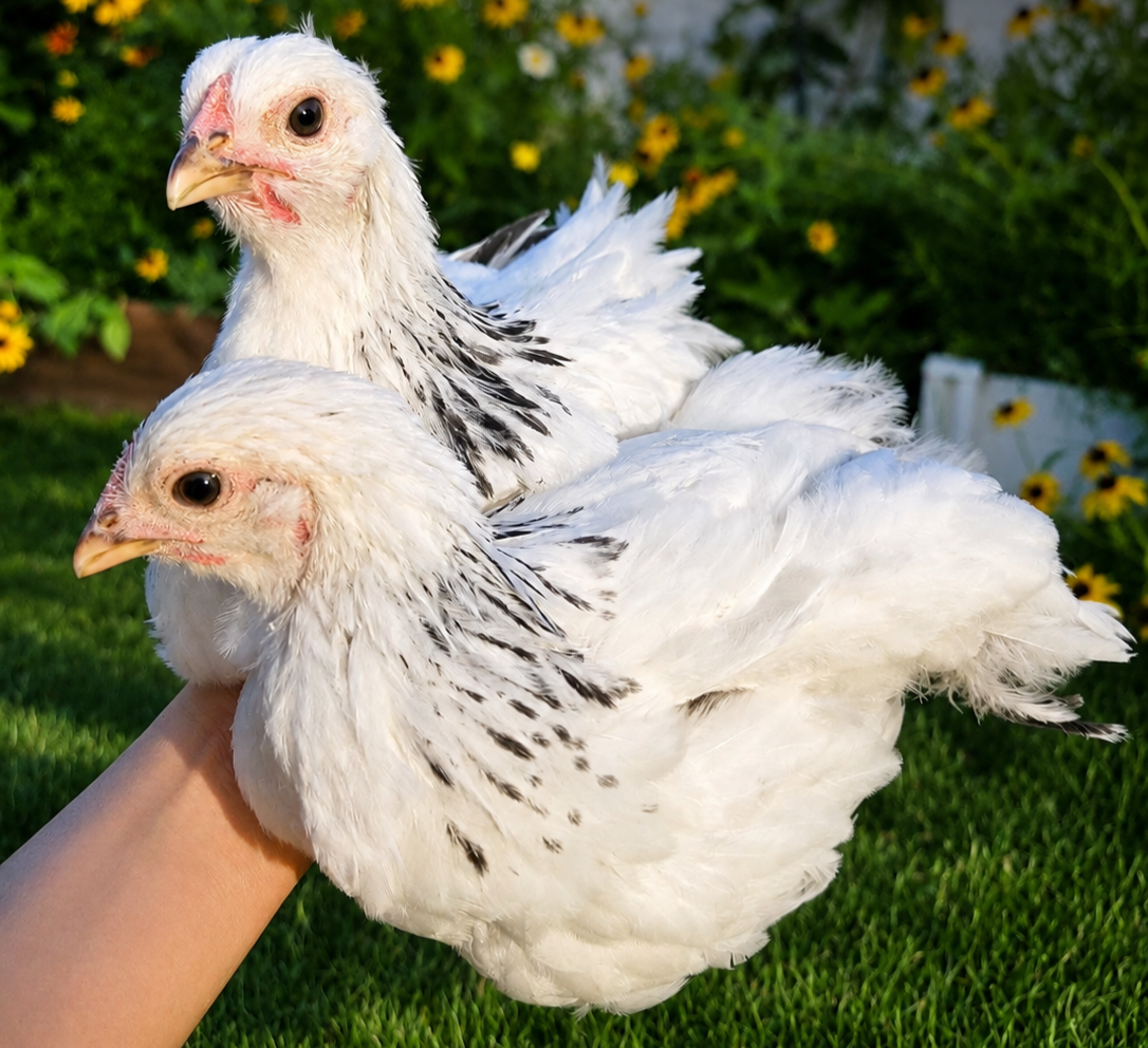 Started Pullets