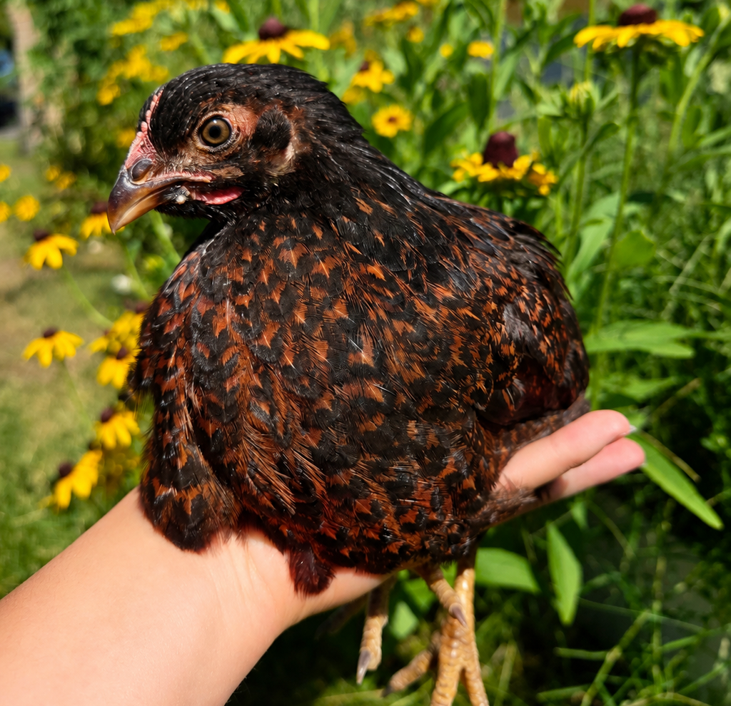 Started Pullets