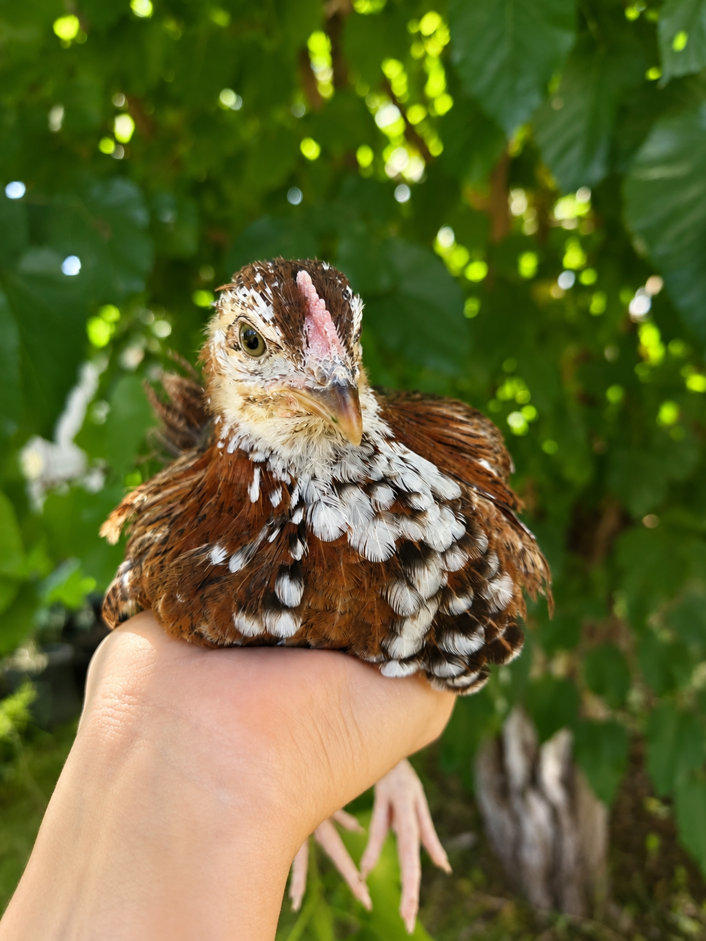 Started Pullets