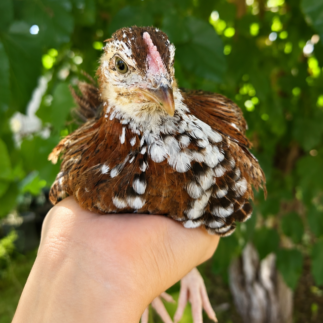 Backyard Starter Pullets