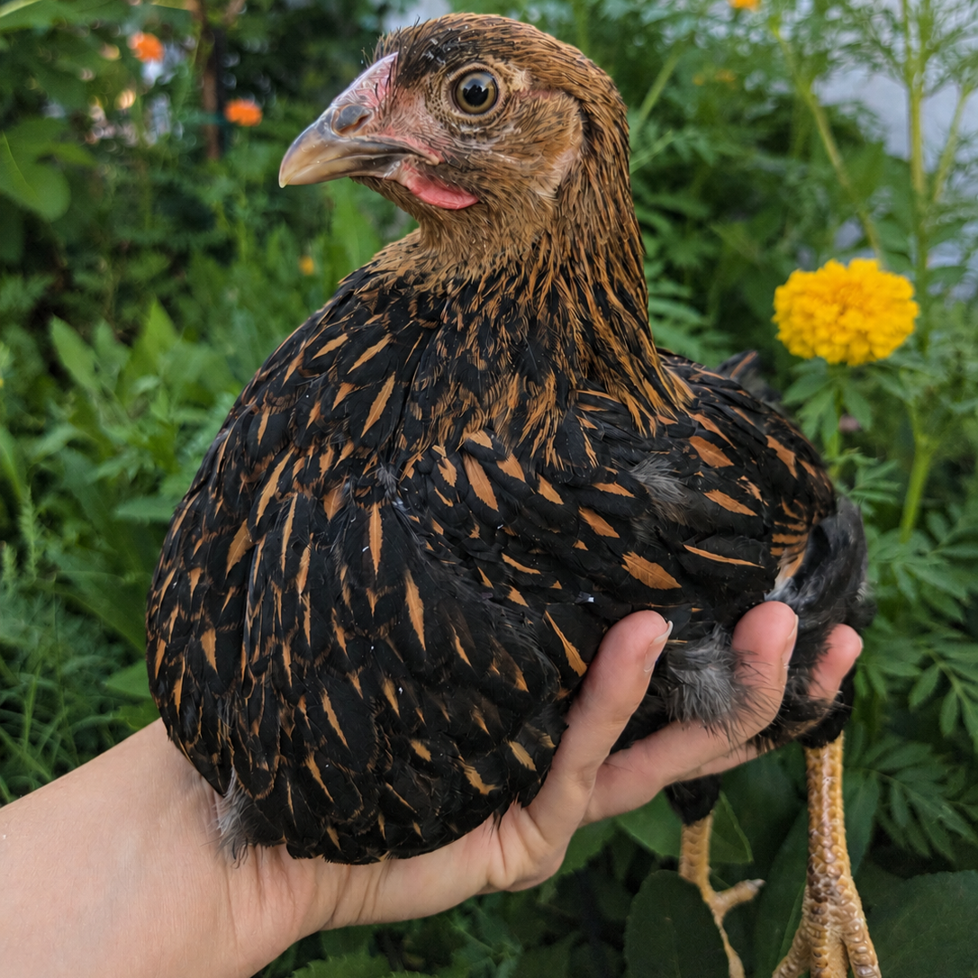 Backyard Starter Pullets