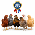 Izaak's Happy Hens All-Star Flock