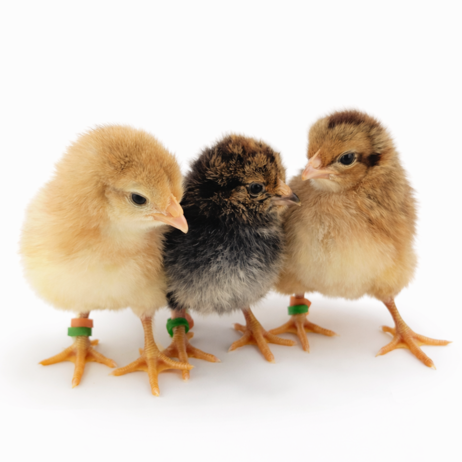 Baby Chicks