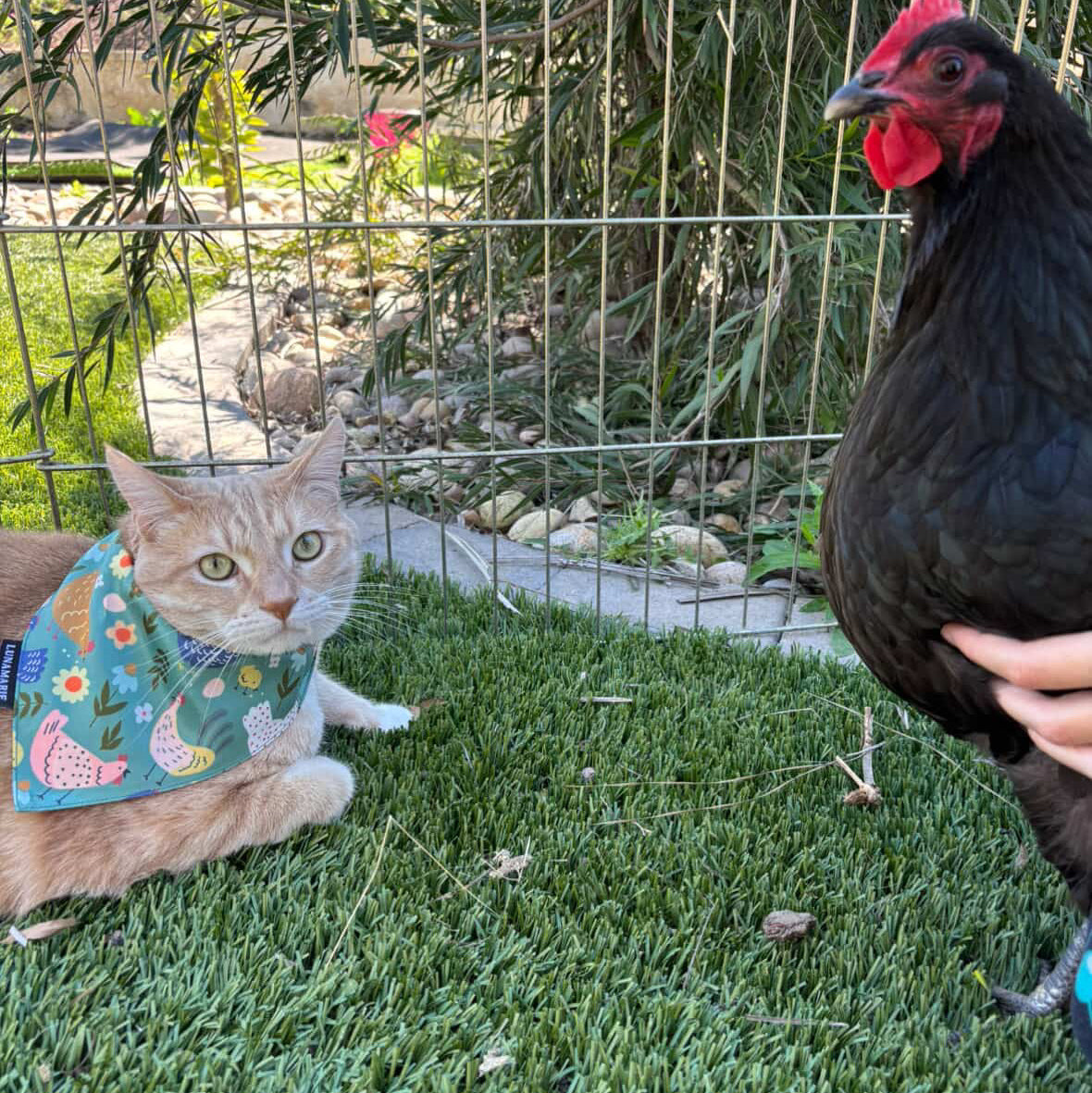 Chicken Couture Pet Bandana