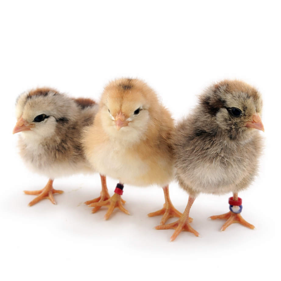 Baby Chicks