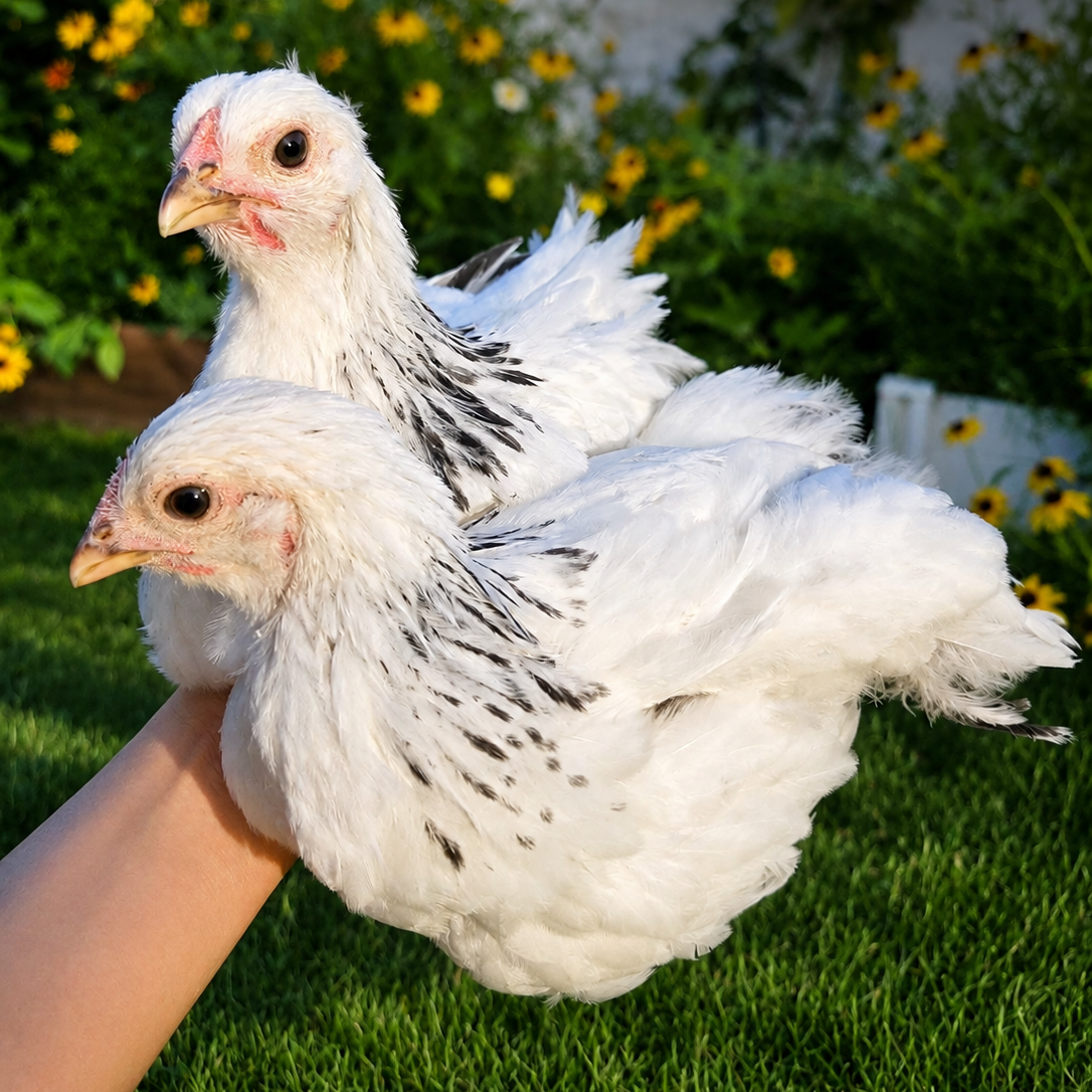 Backyard Starter Pullets