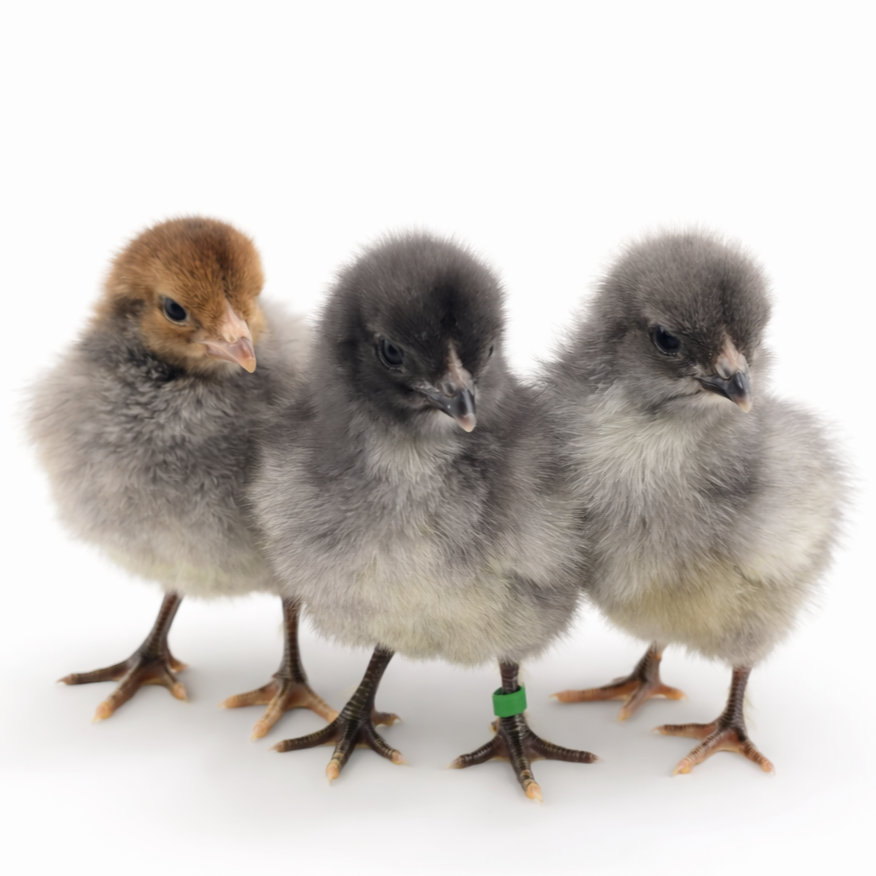 Baby Chicks