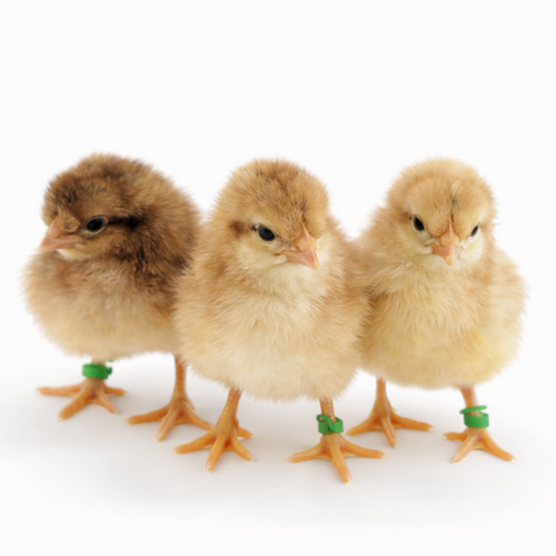 Baby Chicks