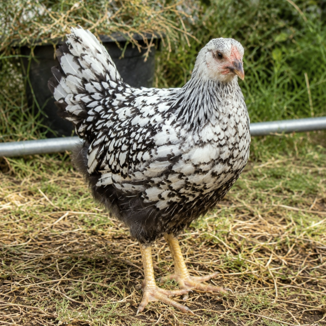 Backyard Starter Pullets