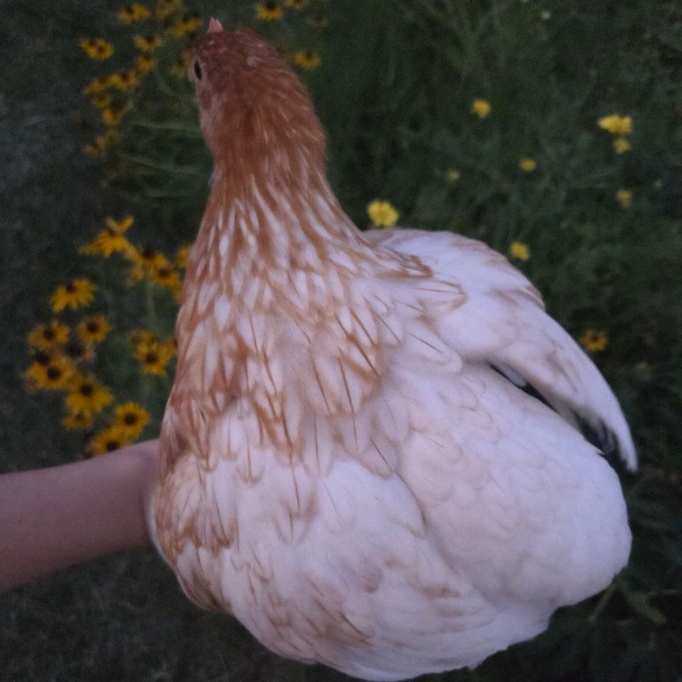 Backyard Starter Pullets