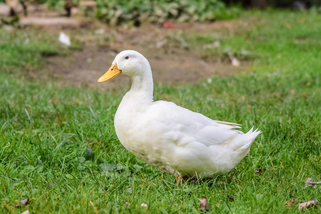 1ct Organic Duck Egg