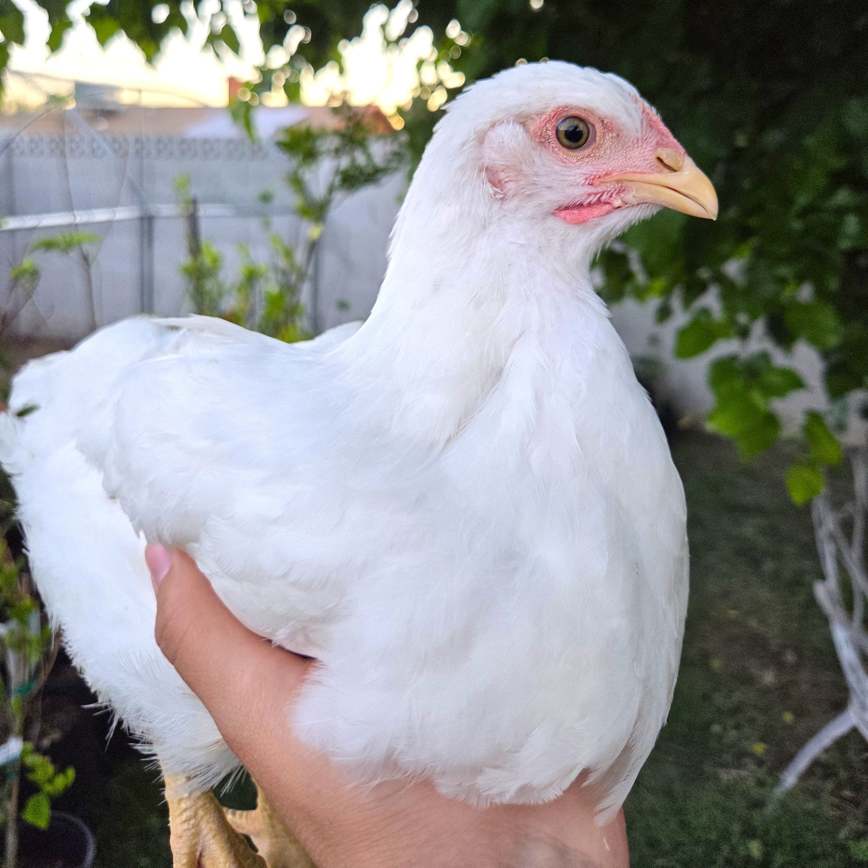 Backyard Starter Pullets
