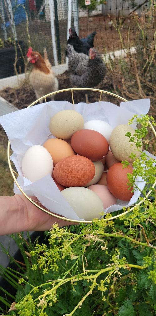 12ct Organic Chicken Eggs